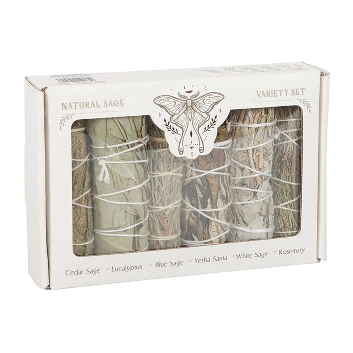 Set 6 Mazzi di Salvia